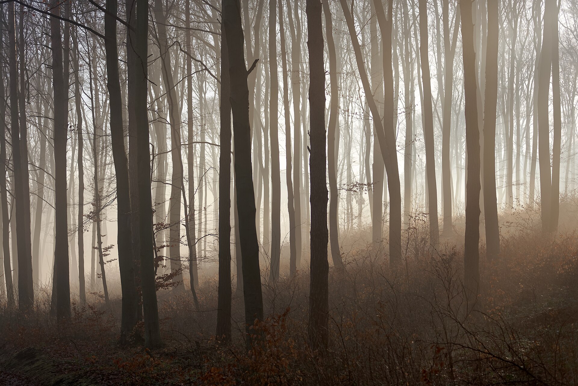 Forest Dawn lofi wallpaper — fog, pines, first light